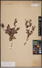 Foto von Salix aurita L. x Salix myrtilloides L.